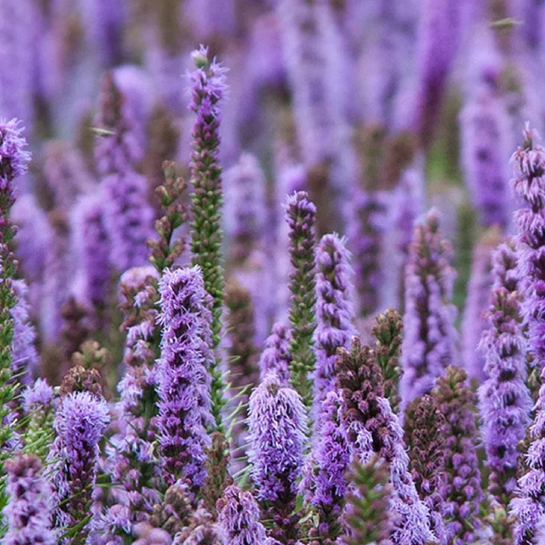 patchouli