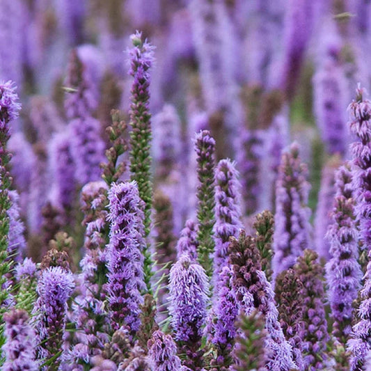 patchouli